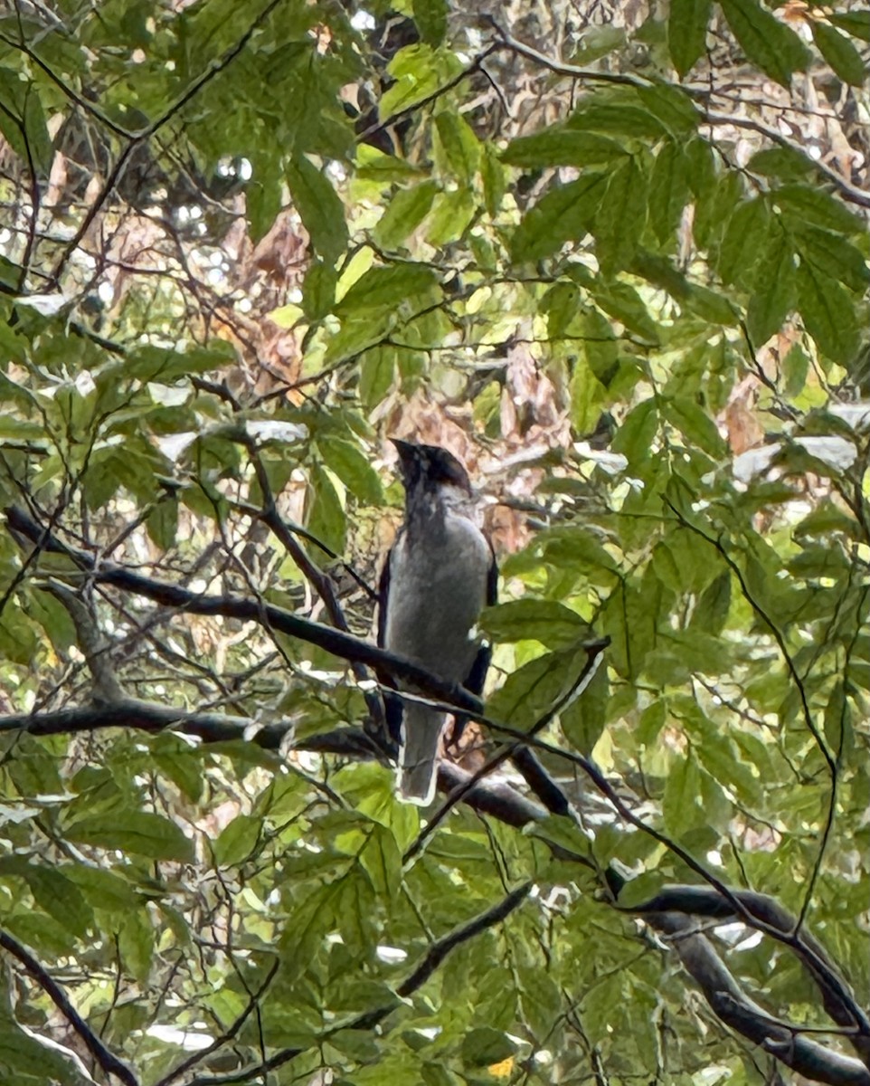 Bearded Bellbird - ML636375329