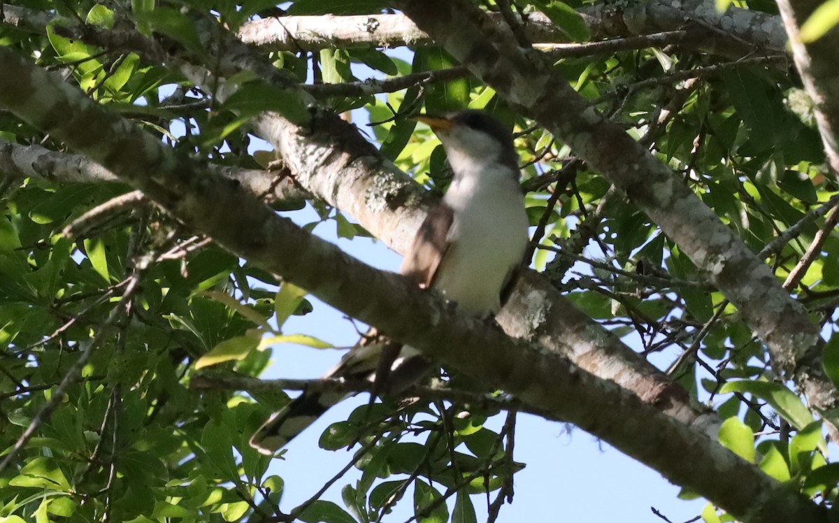 Yellow-billed Cuckoo - ML636375361