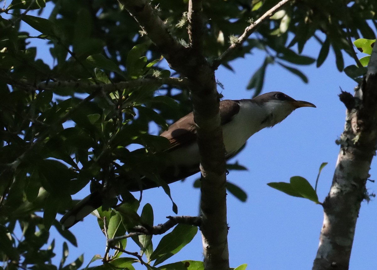 Yellow-billed Cuckoo - ML636375382