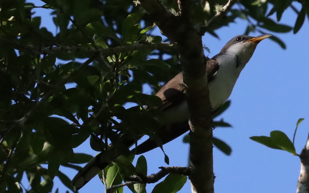 Yellow-billed Cuckoo - ML636375399