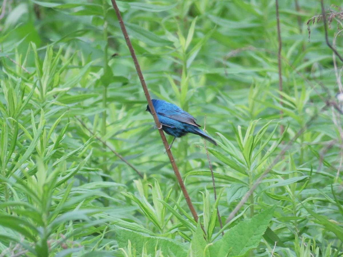 Indigo Bunting - ML636375406