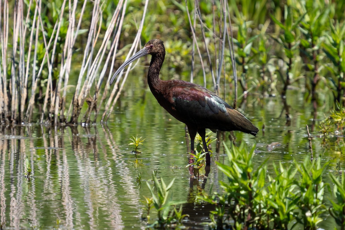 White-faced Ibis - ML636375427