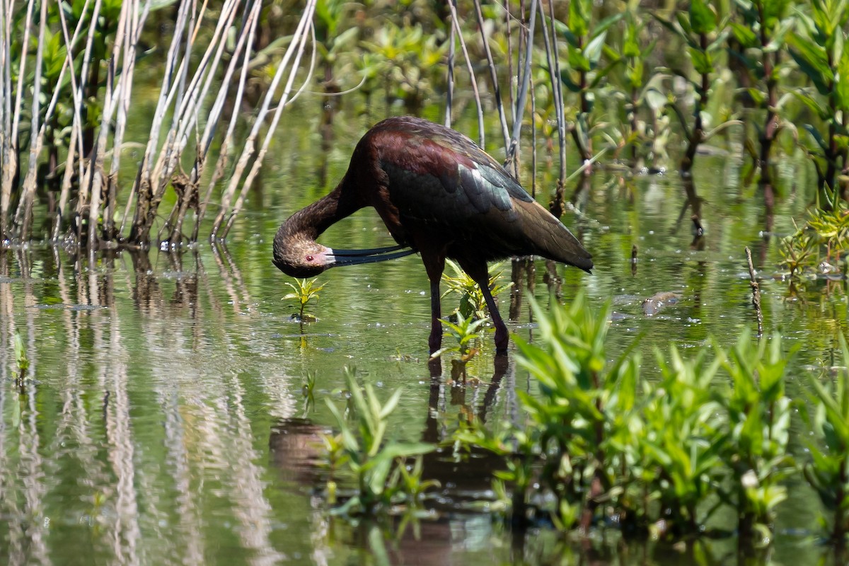 White-faced Ibis - ML636375433