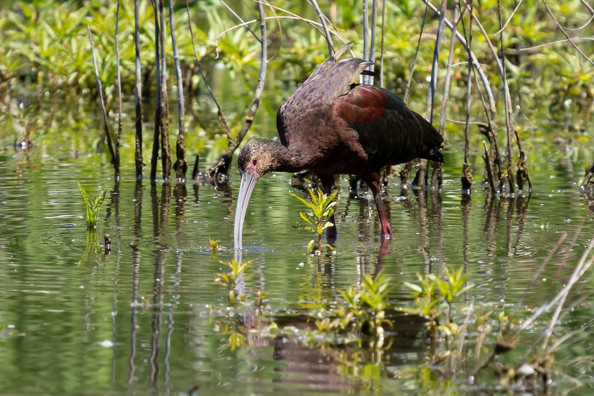 White-faced Ibis - ML636375439