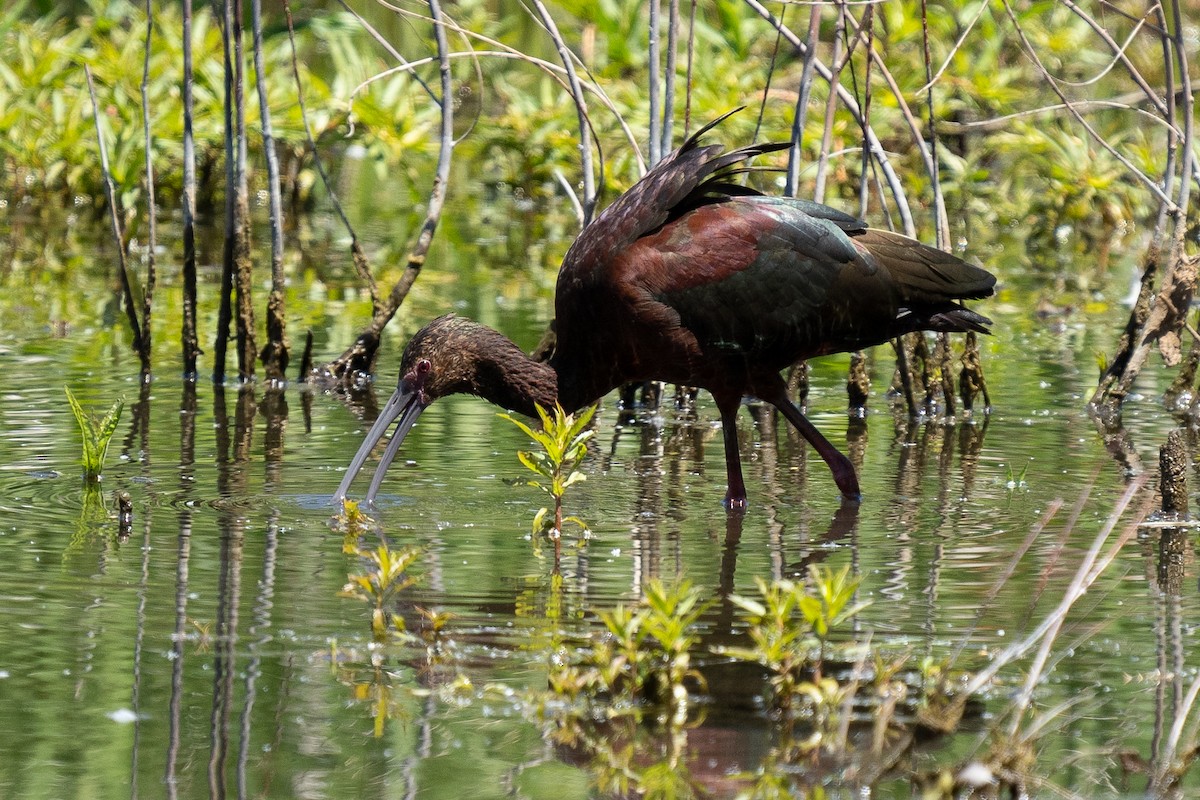 White-faced Ibis - ML636375440