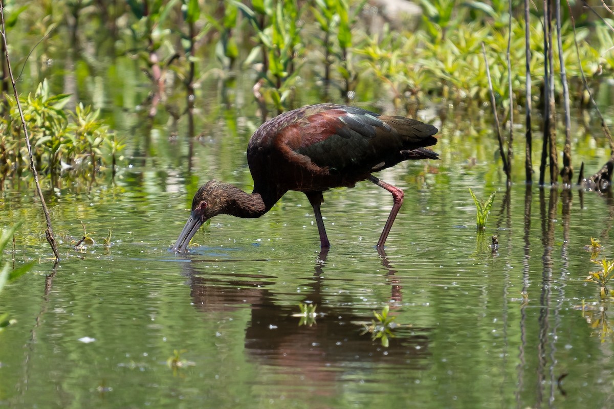 White-faced Ibis - ML636375441