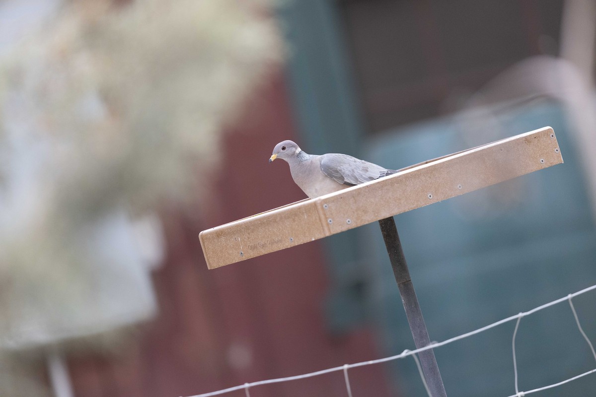 Band-tailed Pigeon - ML636375486