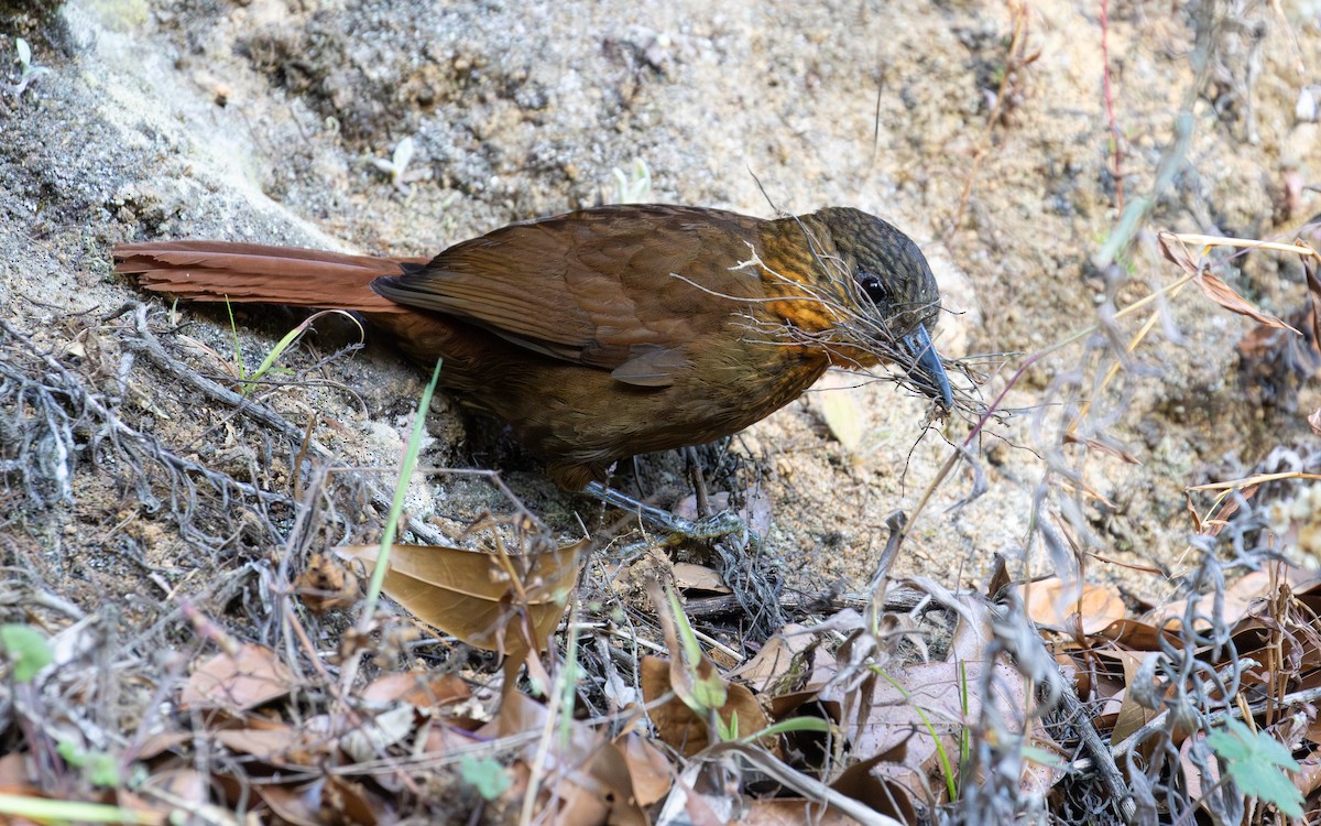 Streak-breasted Treehunter - ML636375524