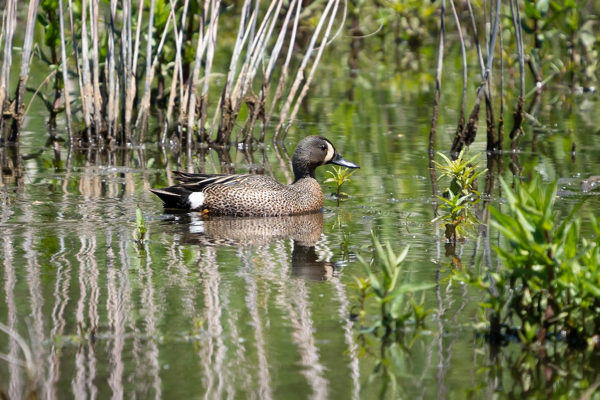 Blue-winged Teal - ML636375559
