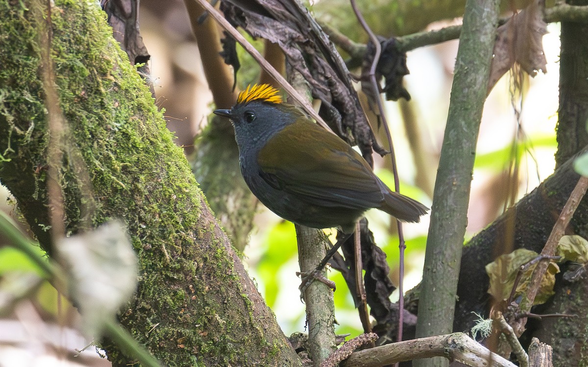 Wrenthrush - ML636375565