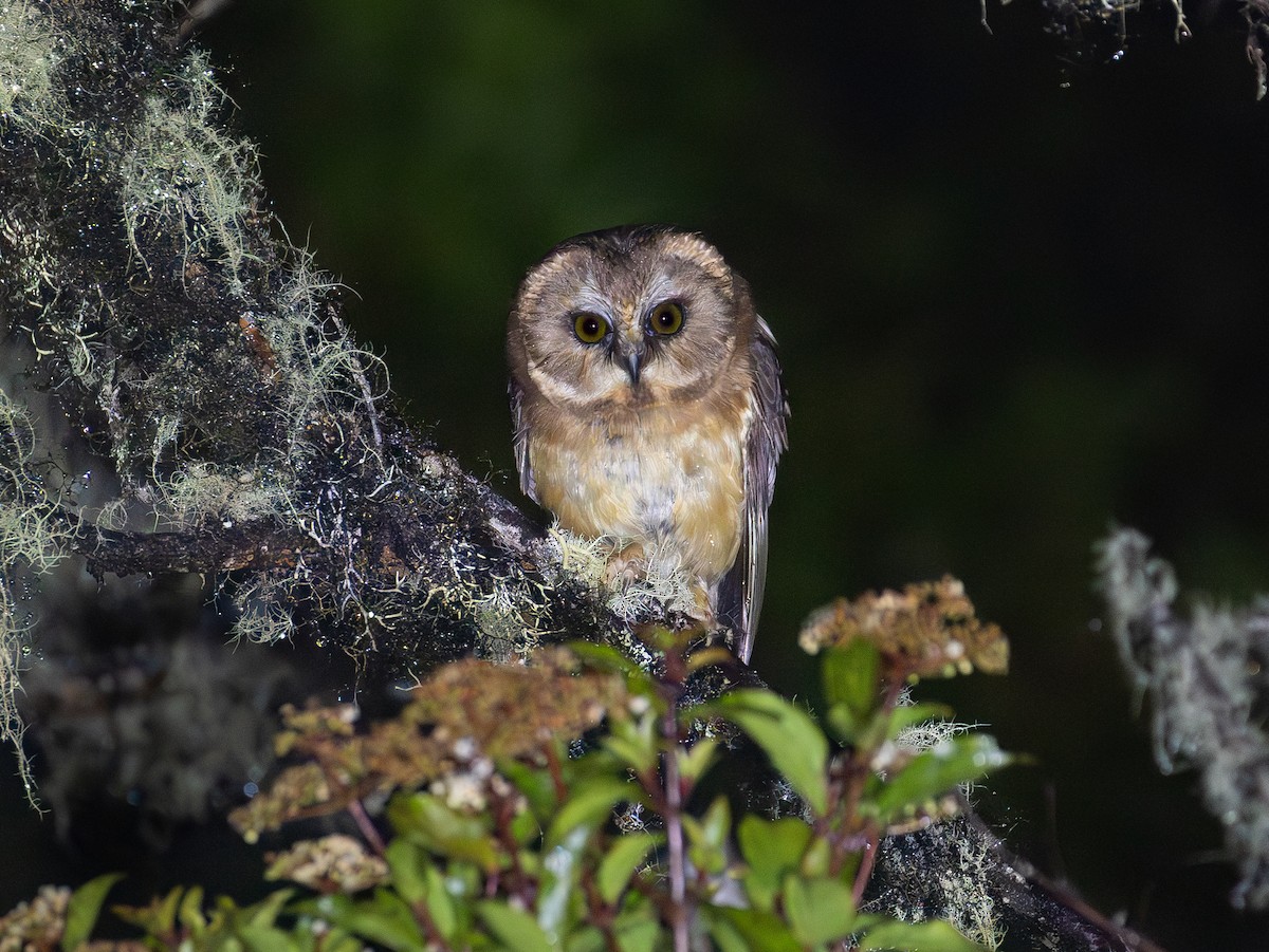 Unspotted Saw-whet Owl - ML636375624