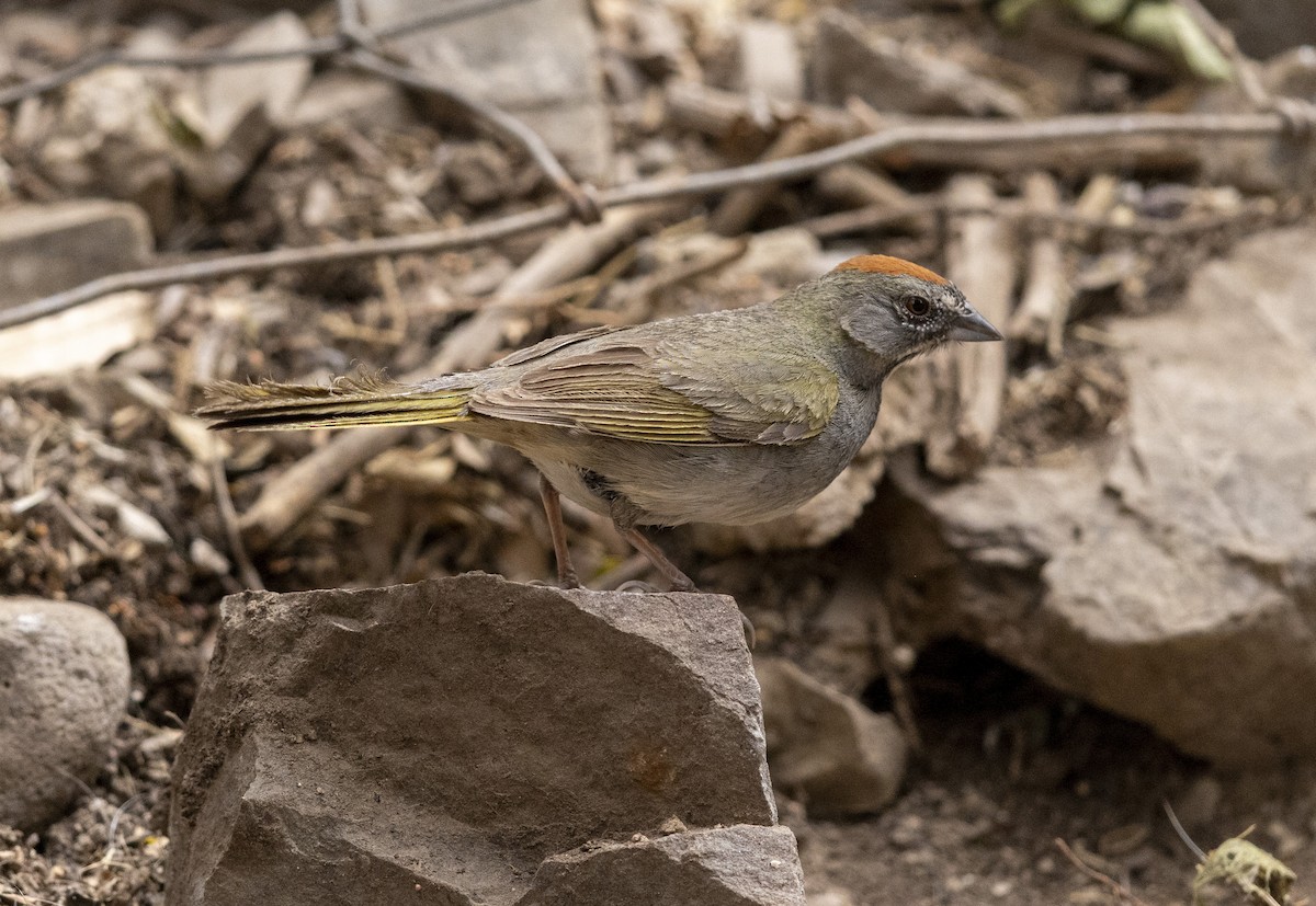 Green-tailed Towhee - ML636375641