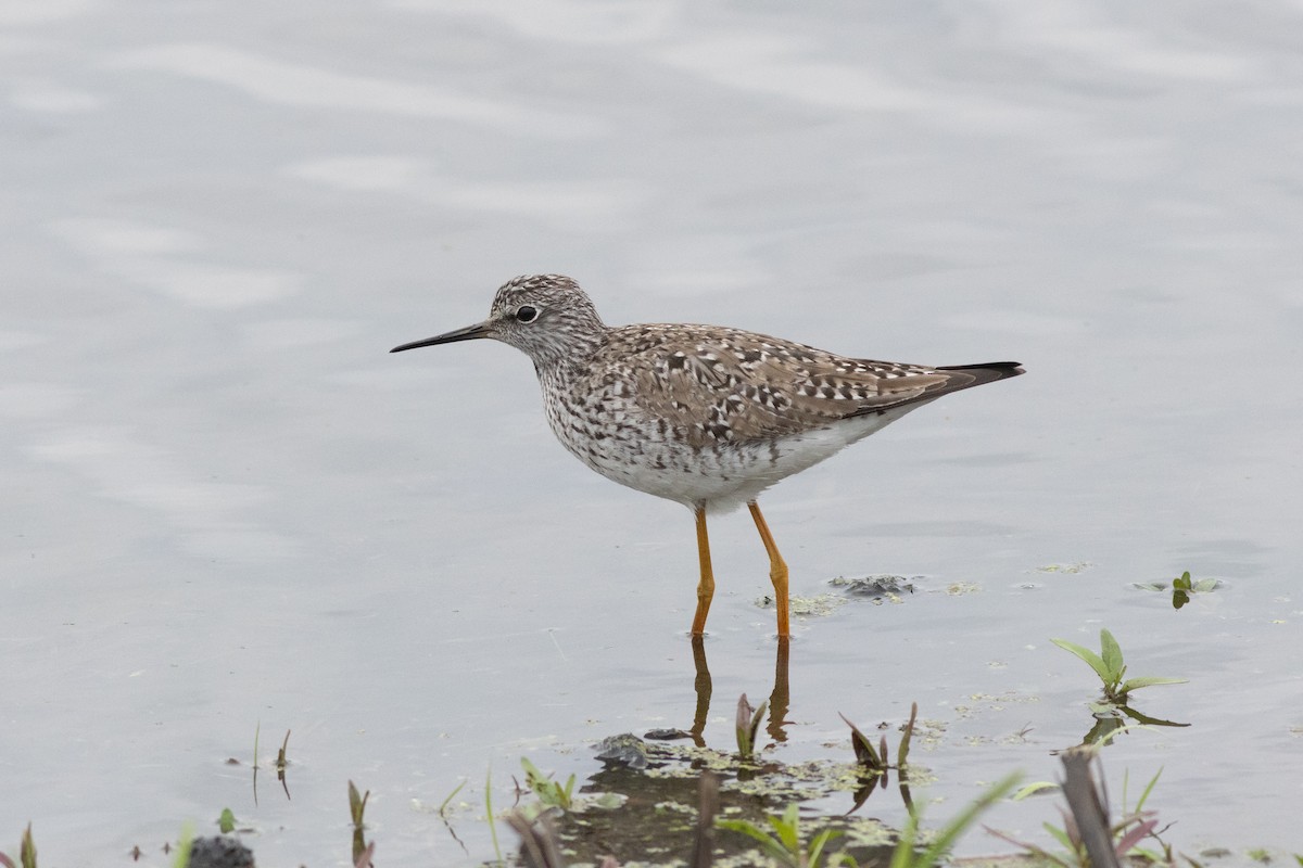 Lesser Yellowlegs - ML636375653