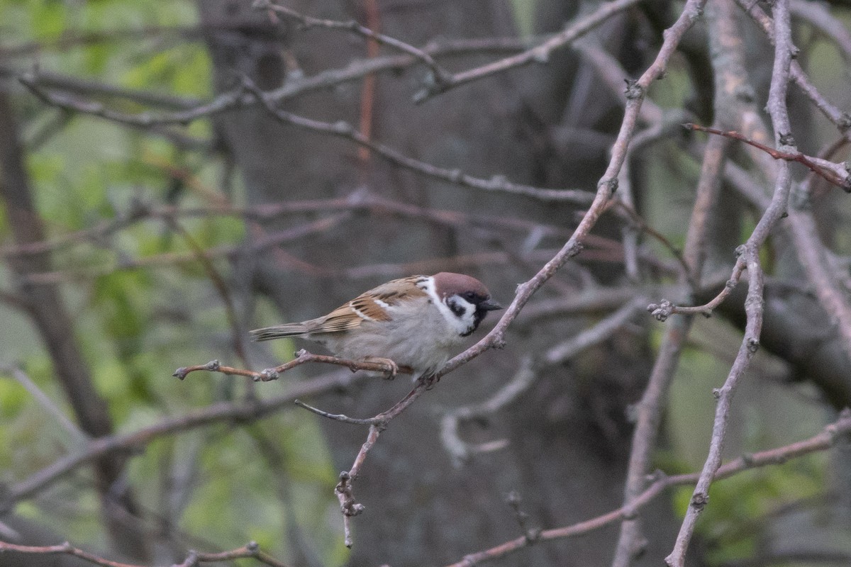 Eurasian Tree Sparrow - ML636375671
