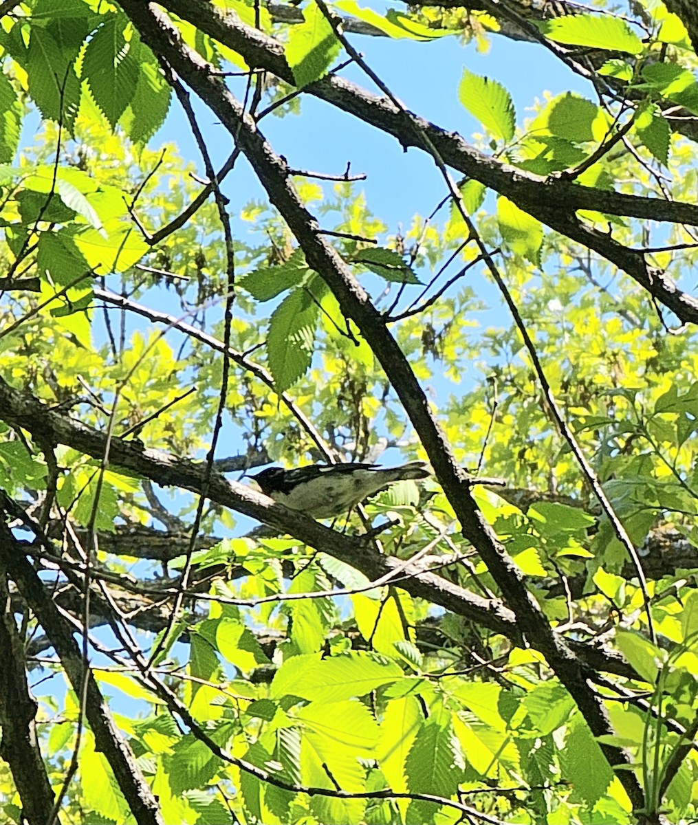 Black-throated Blue Warbler - ML636375672