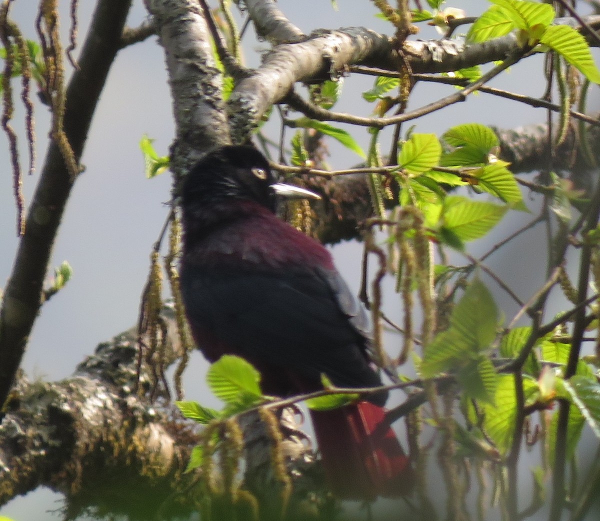 Maroon Oriole - ML636375673