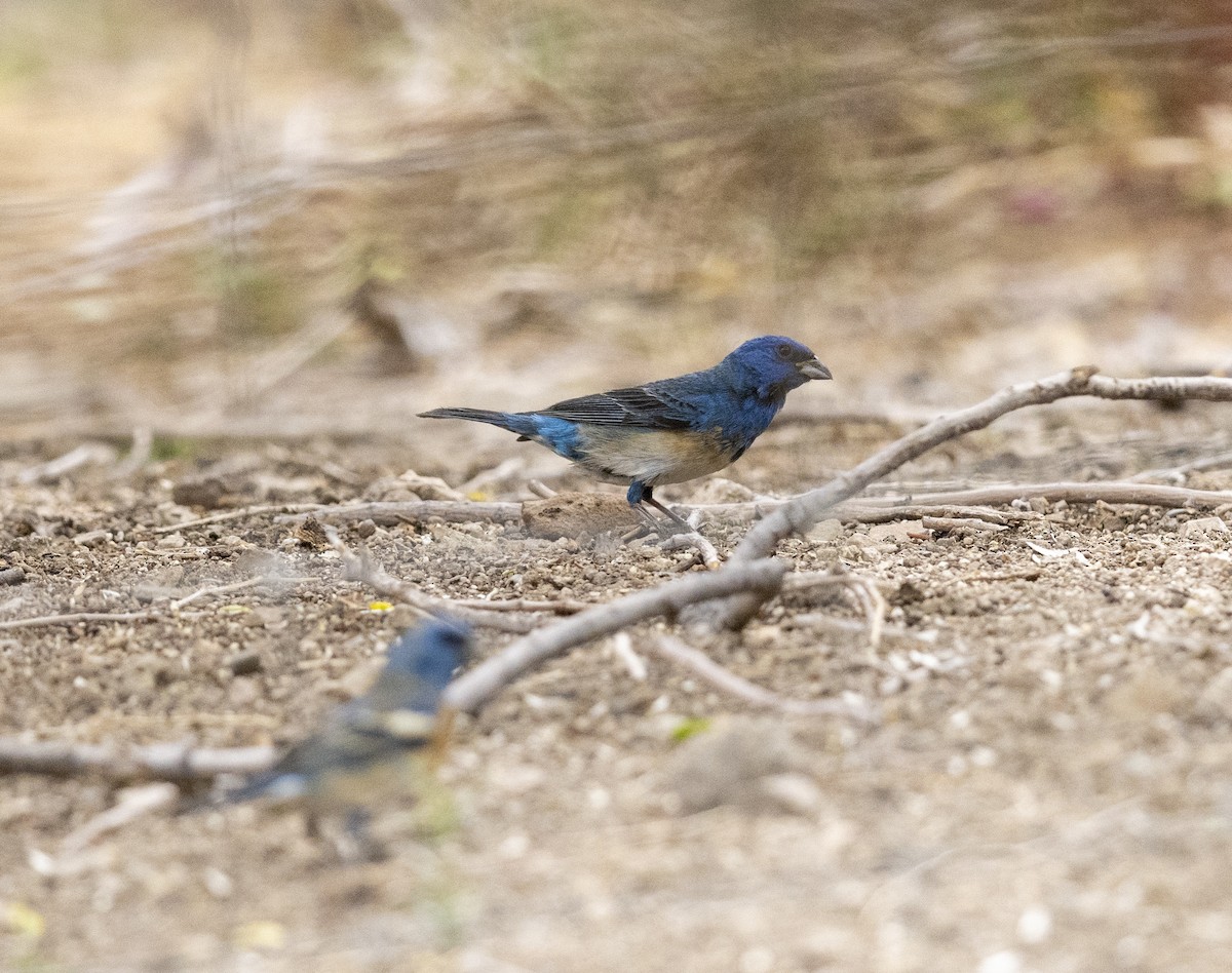 Lazuli x Indigo Bunting (hybrid) - ML636375701