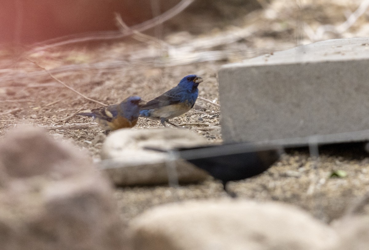 Lazuli x Indigo Bunting (hybrid) - ML636375702