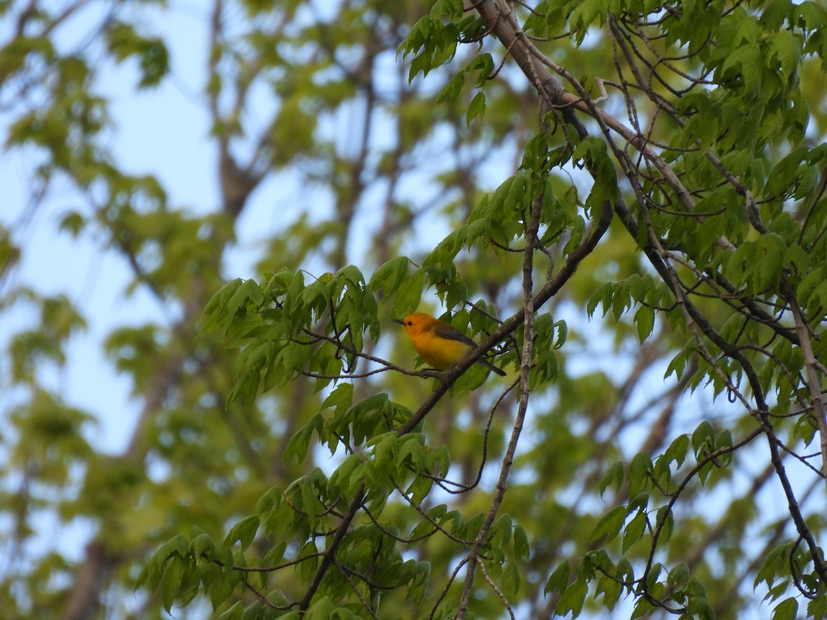 Prothonotary Warbler - ML636375960