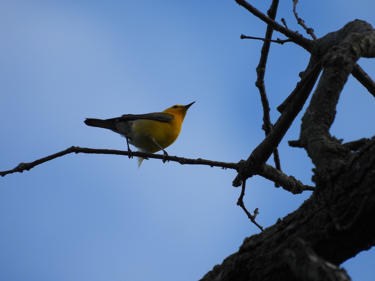 Prothonotary Warbler - ML636375961