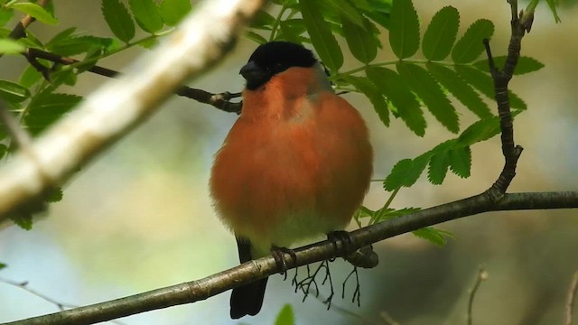 ウソ - ML636376082