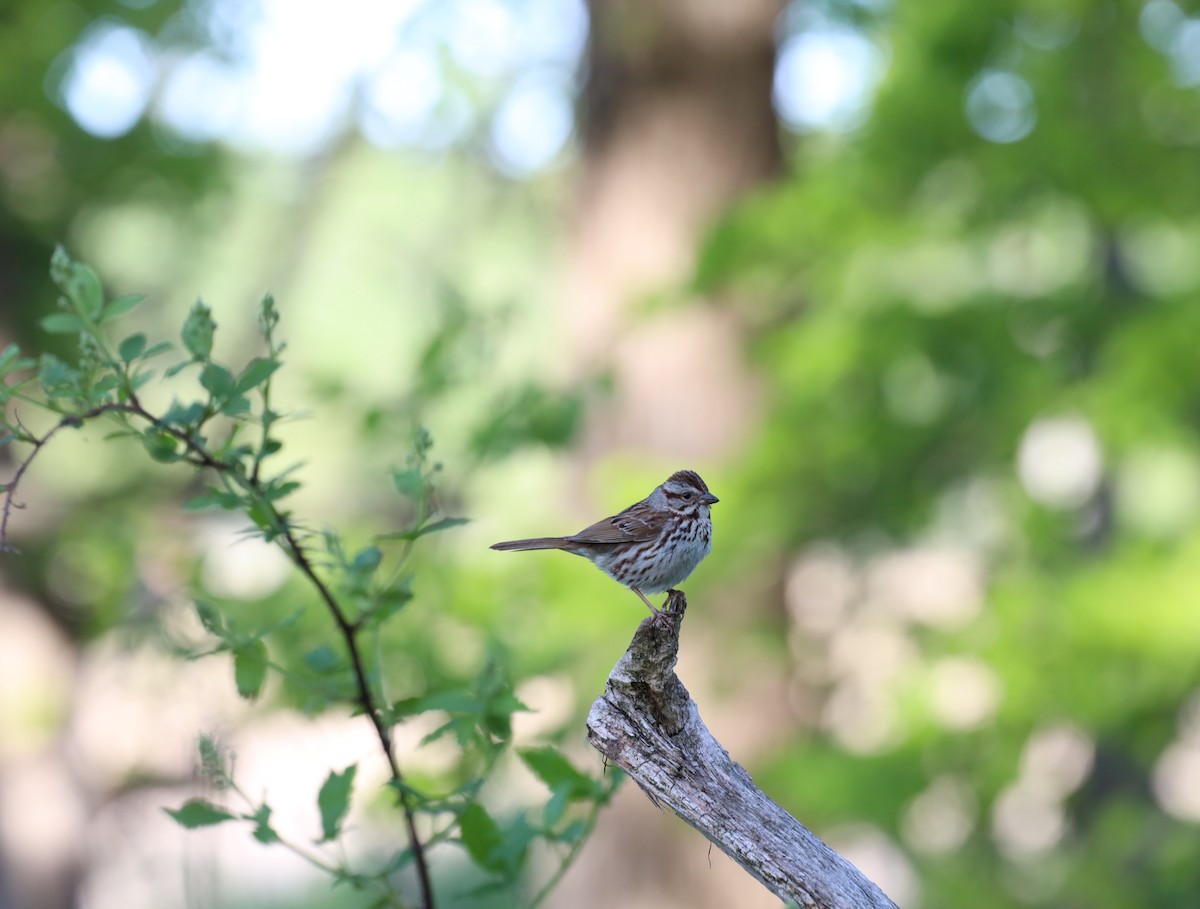 Song Sparrow - ML636376288