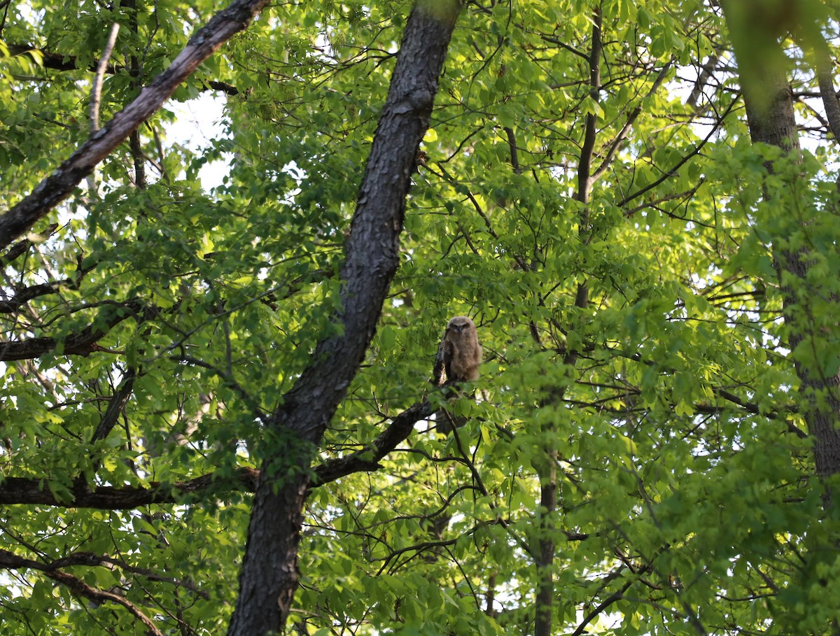Great Horned Owl - ML636376336