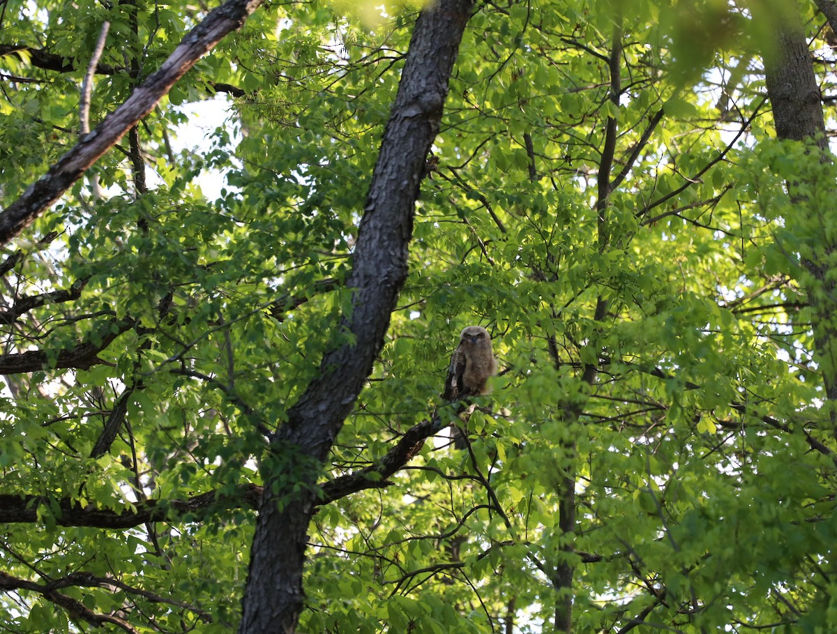 Great Horned Owl - ML636376362