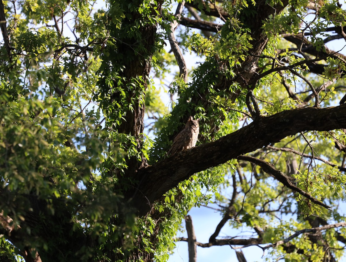 Great Horned Owl - ML636376400