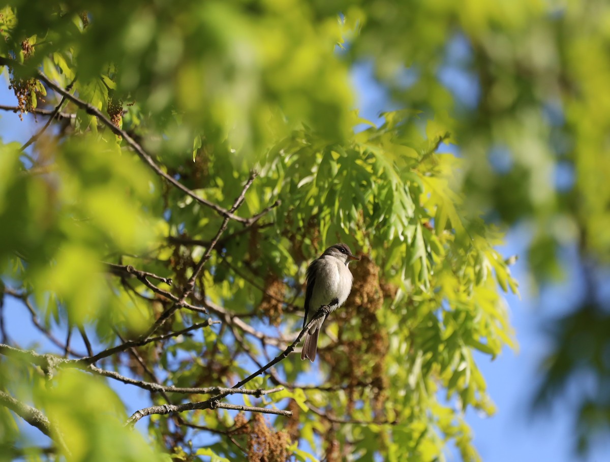 Eastern Wood-Pewee - ML636376437