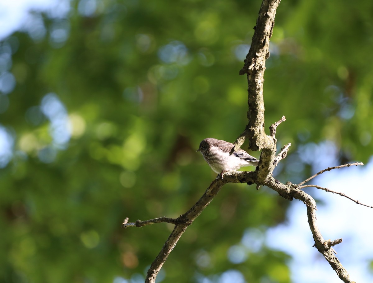 Eastern Bluebird - ML636376481