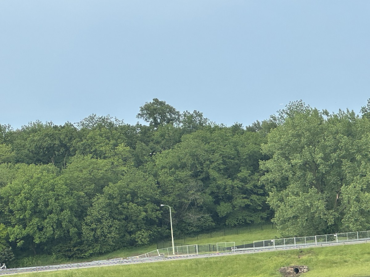 Bald Eagle - ML636376503