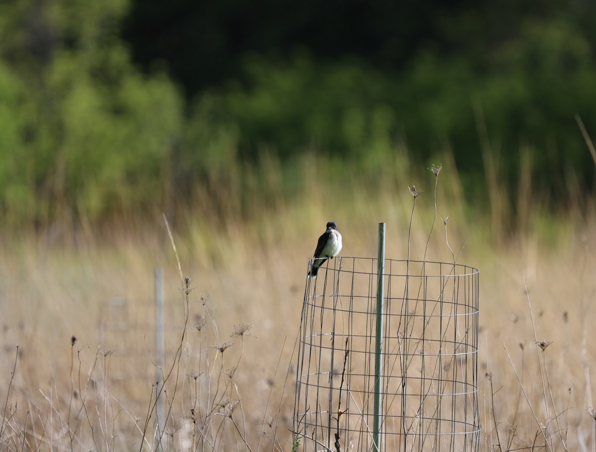 Eastern Kingbird - ML636376505