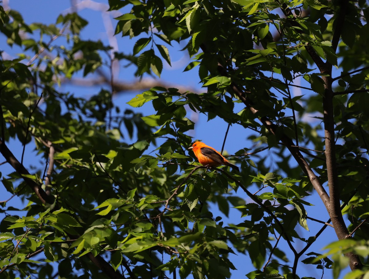 Scarlet Tanager - ML636376518