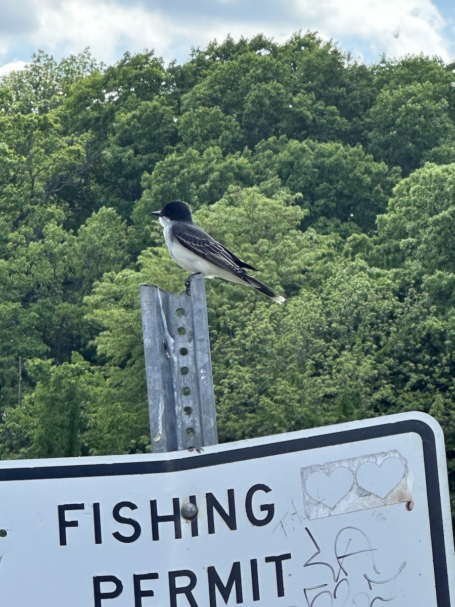 Eastern Kingbird - ML636376522