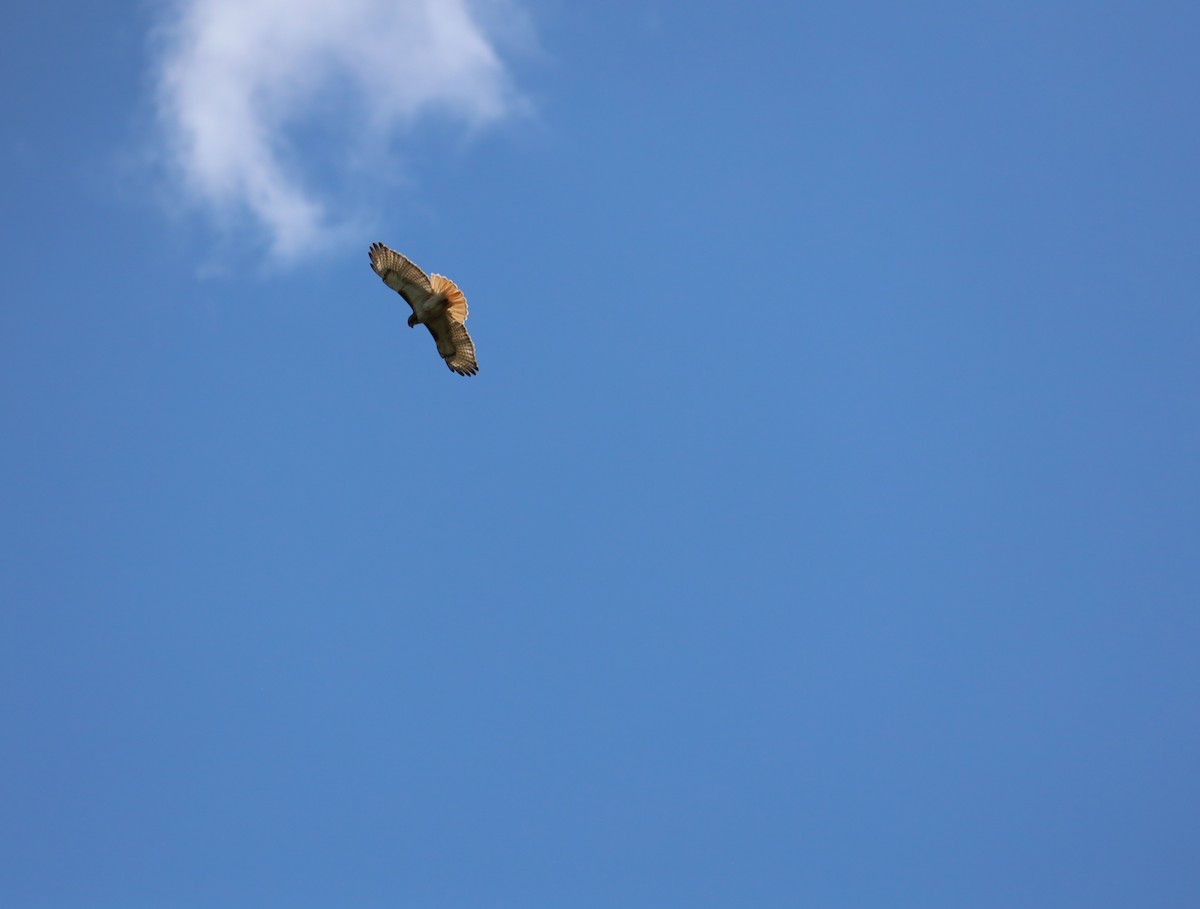 Red-tailed Hawk - ML636376569