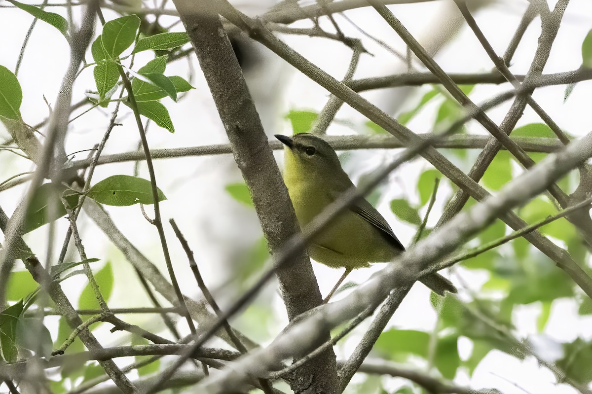 Two-banded Warbler - ML636376592