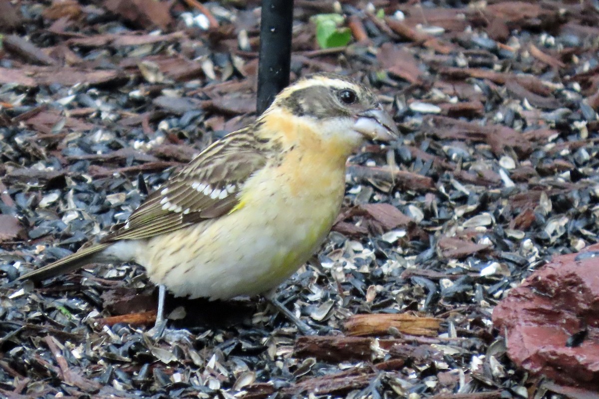 Black-headed Grosbeak - ML636376608