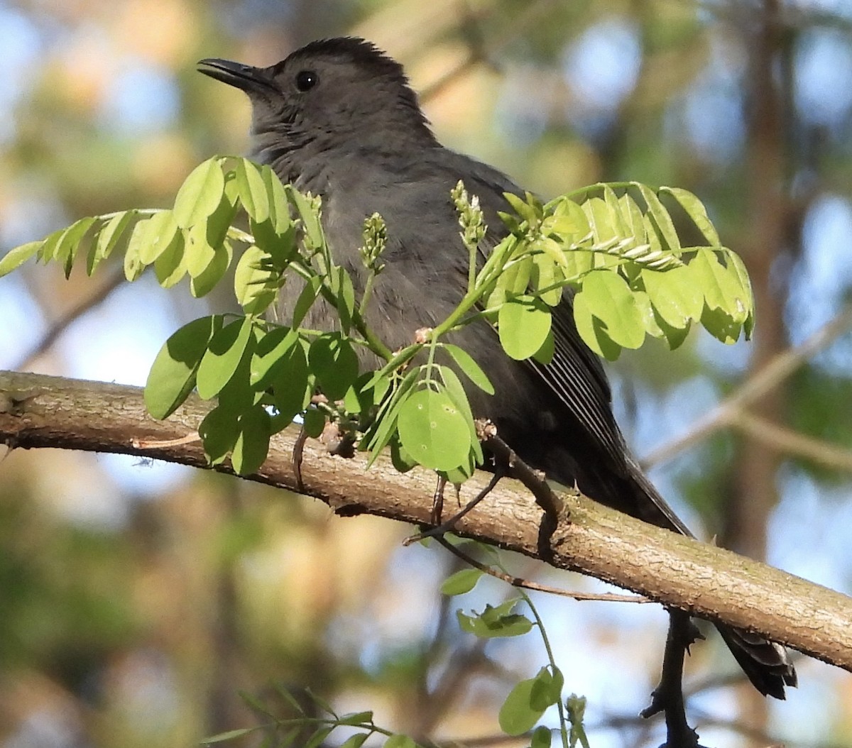 Gray Catbird - ML636376784