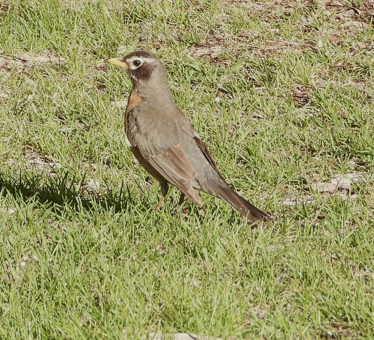American Robin - ML636376790