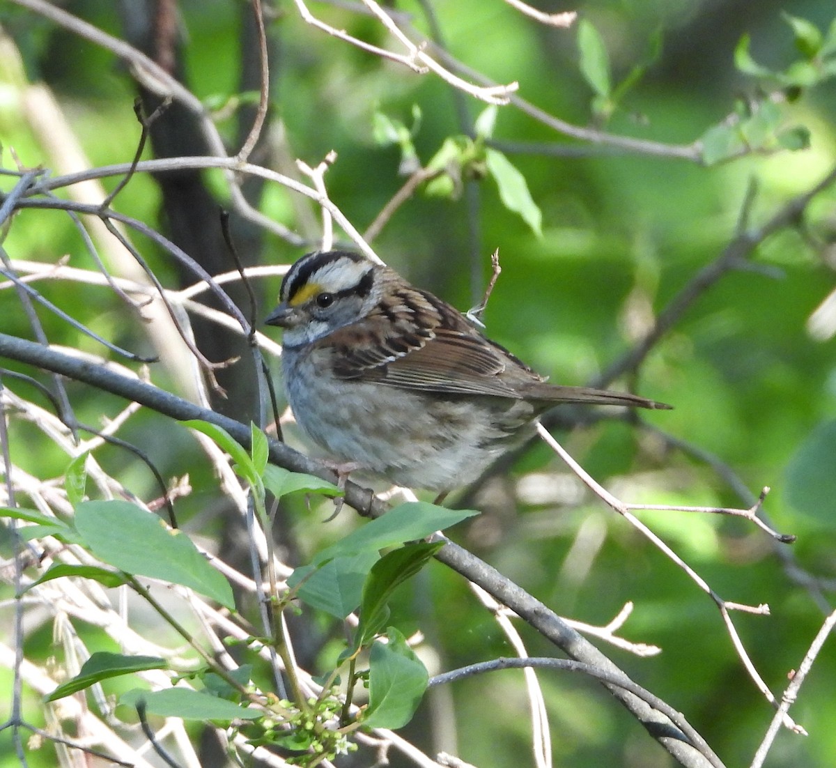 White-throated Sparrow - ML636376793