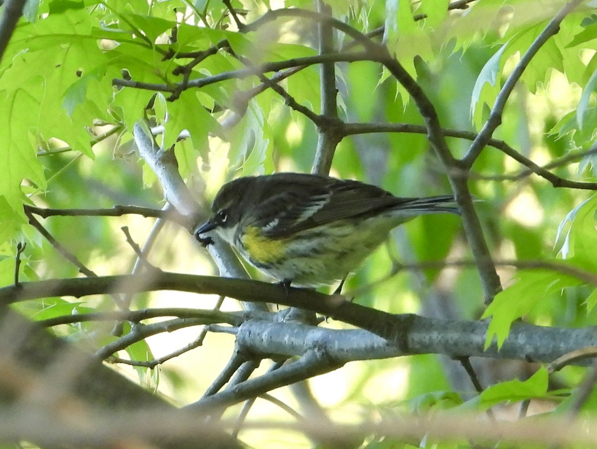 Yellow-rumped Warbler - ML636376807