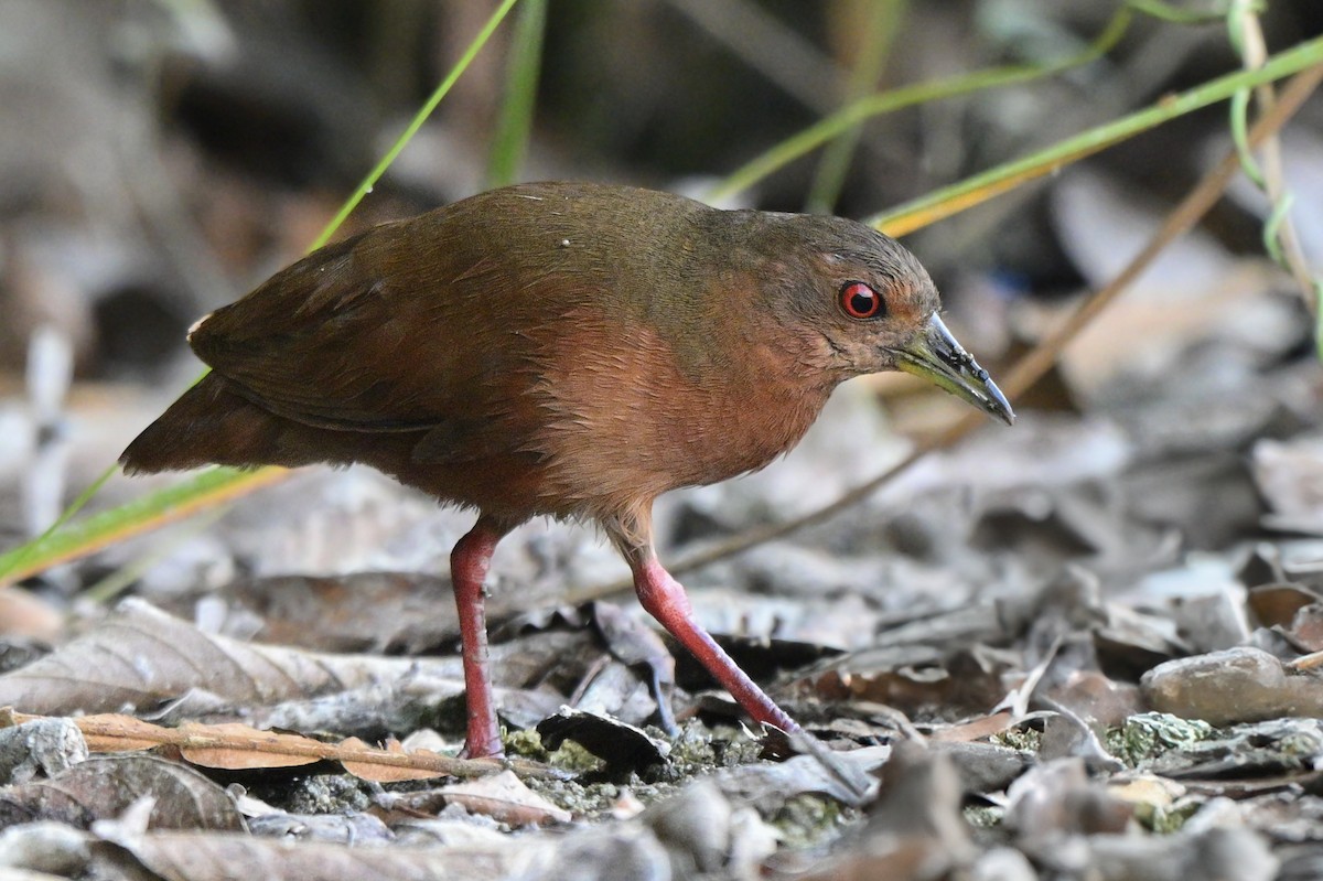 Uniform Crake - ML636376942