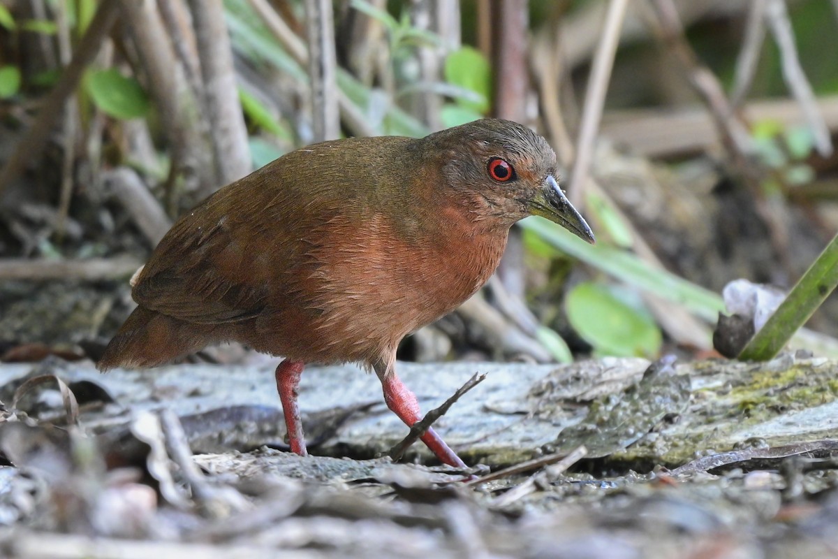 Uniform Crake - ML636376943