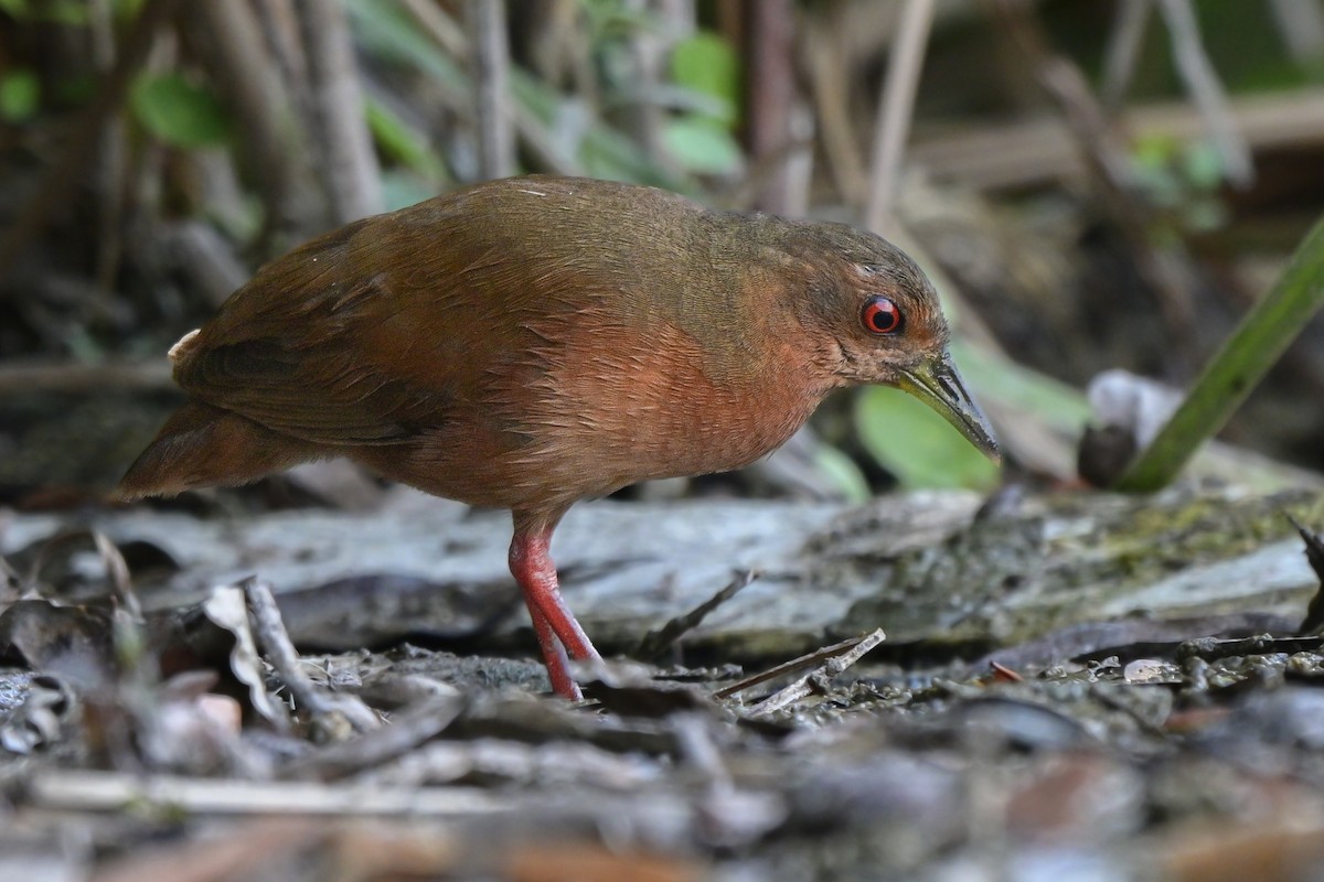 Uniform Crake - ML636376948