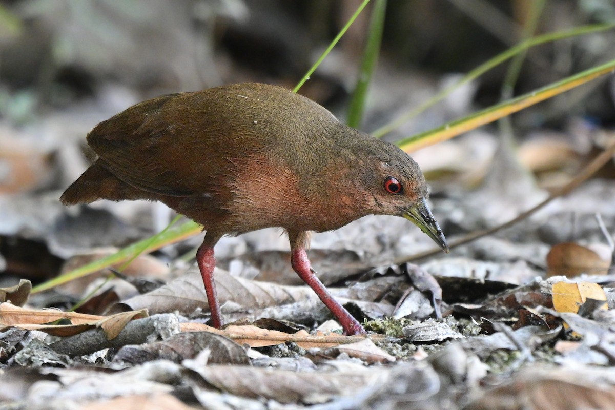 Uniform Crake - ML636376952
