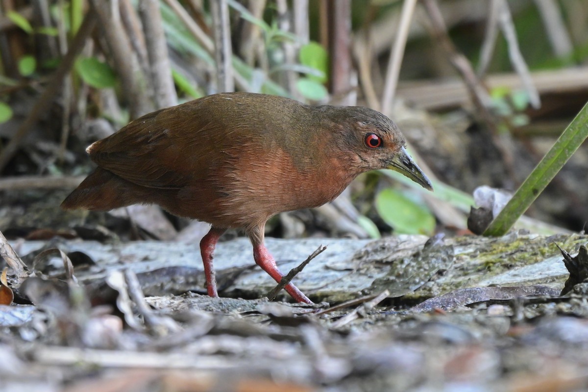 Uniform Crake - ML636376955