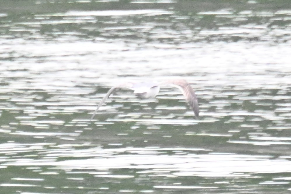Goéland d'Audubon - ML636376956