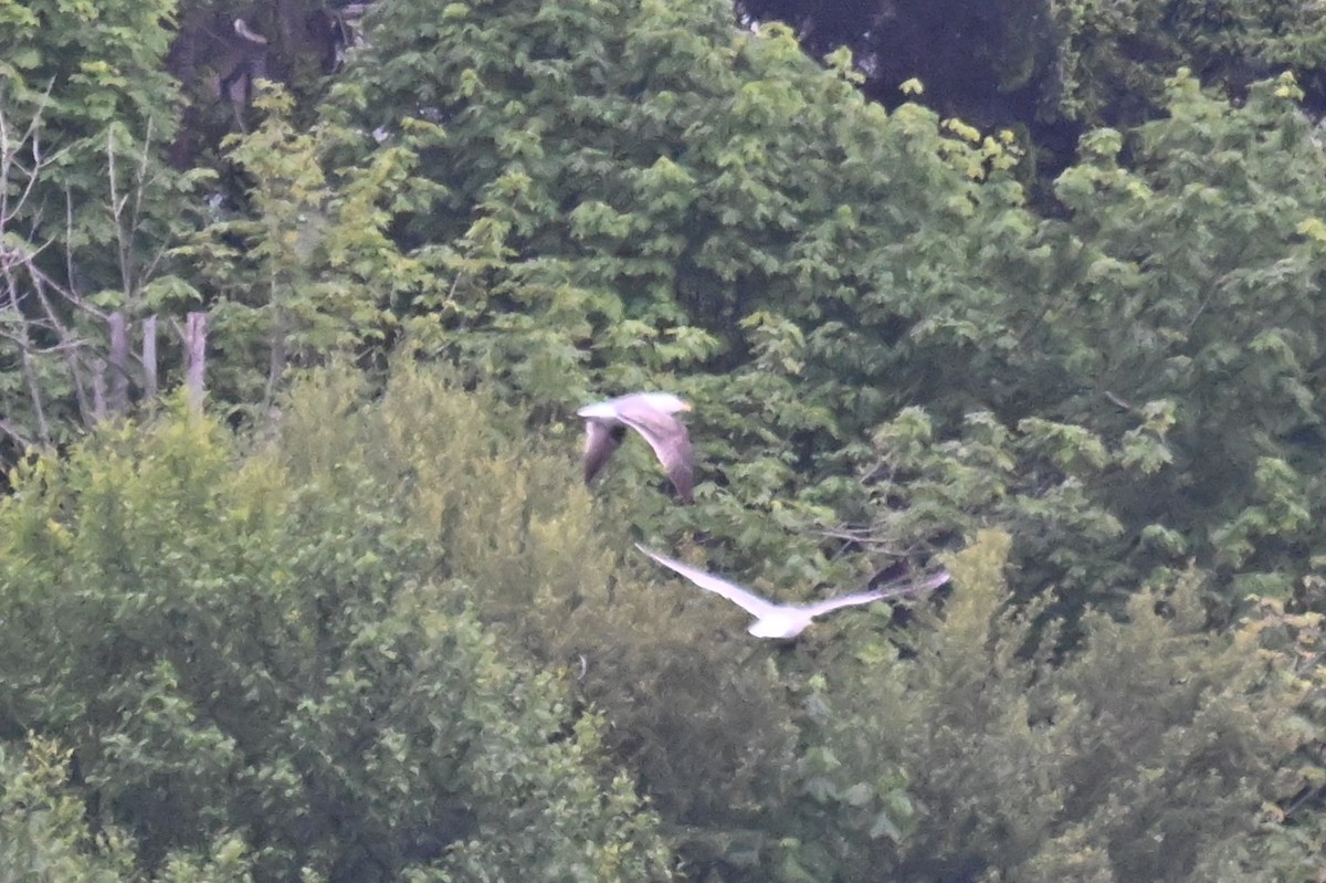 Goéland d'Audubon - ML636376958
