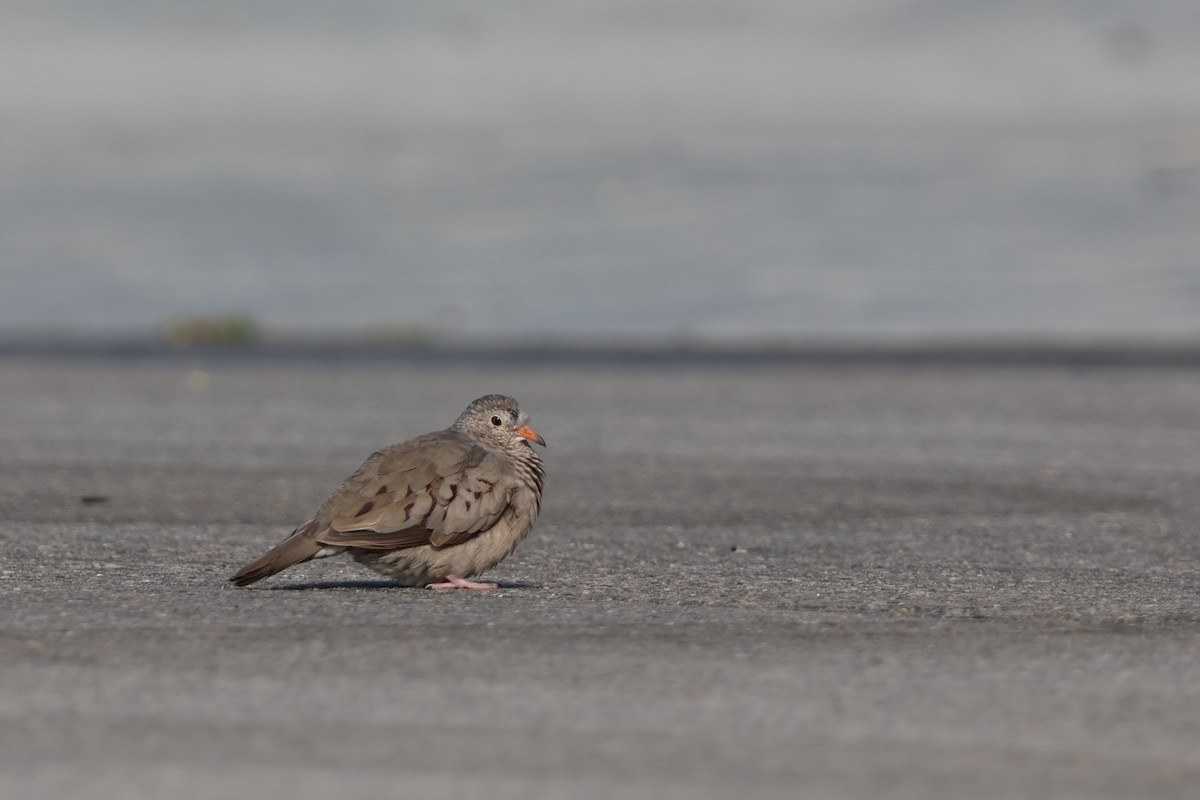 Common Ground Dove - ML636377285